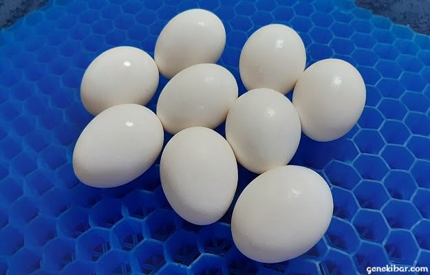 ジェルクッションの上に置いた9個の卵
