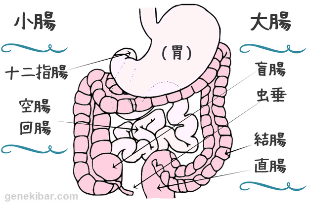 腸の各部位の説明
