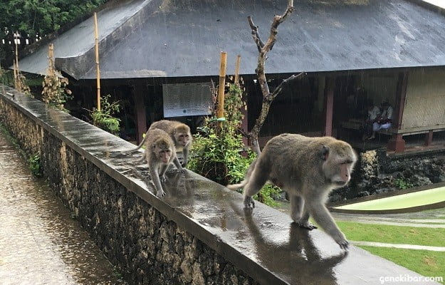 ウルワツ寺院の野生の猿
