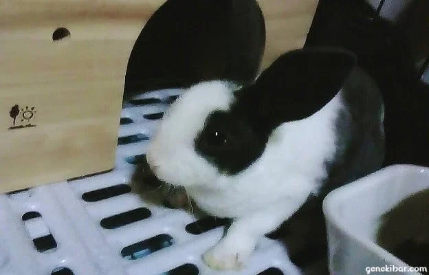 子ウサギのミニレッキス