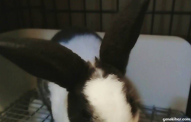 子ウサギの耳