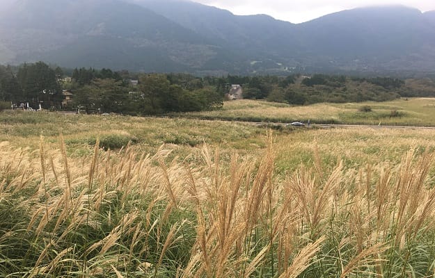 【靴選びに注意】仙石原のすすき草原は遊歩道がすごいことになっている
