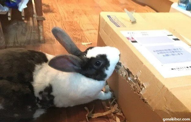 覚醒 うさぎはダンボールなどの紙を食べるので遊ばせる際は注意が必要 ゲンエキバー 覚醒 うさぎはダンボールなどの紙を食べるので遊ばせる際は注意が必要 ゲンエキバー