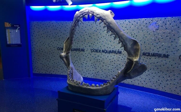 COEX水族館のサメの歯型のオブジェ