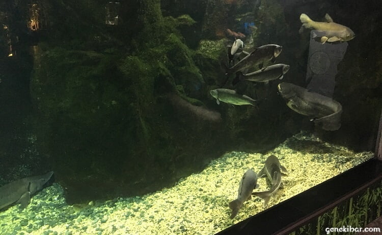 COEX水族館の魚