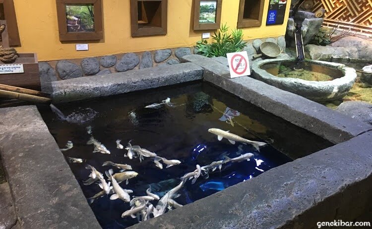 COEX水族館の「韓国の魚」のコーナー