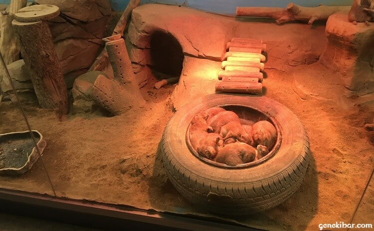 COEX水族館のタイヤで寝る動物