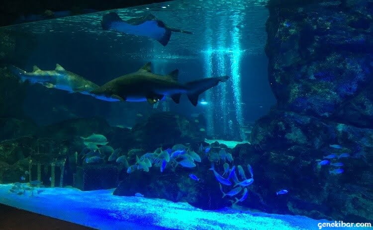 COEX水族館のサメ