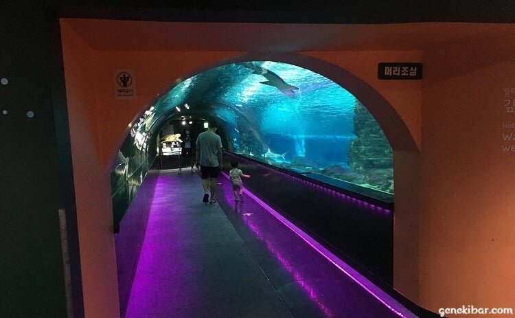 COEX水族館の海底トンネル