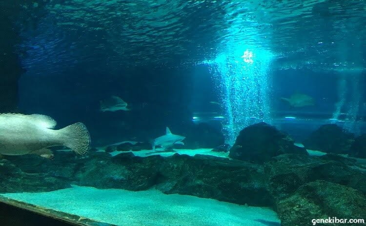 海底トンネルのサメ