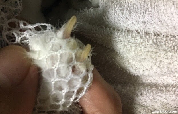 洗濯ネットから出たウサギの前足（手）の爪