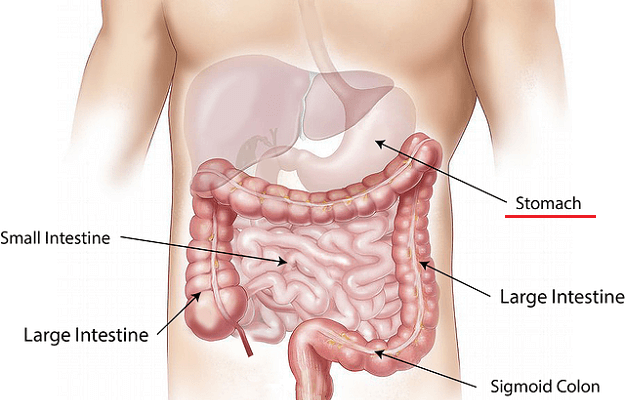 人体の内臓と胃の形状