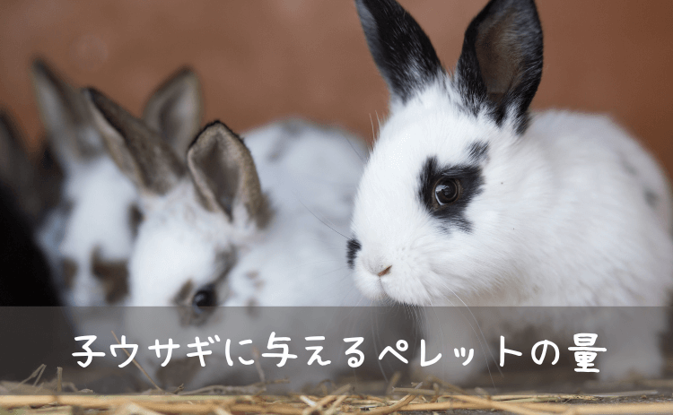 子ウサギ（成長期）に与えるペレットの量