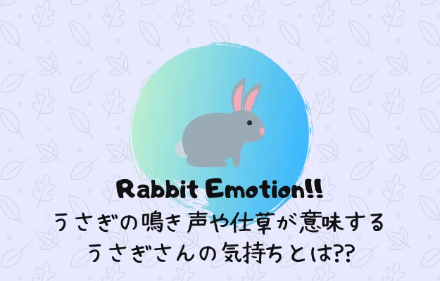 感情表現 うさぎのブーブー キューなどの鳴き声や仕草が意味する気持ち ゲンエキバー